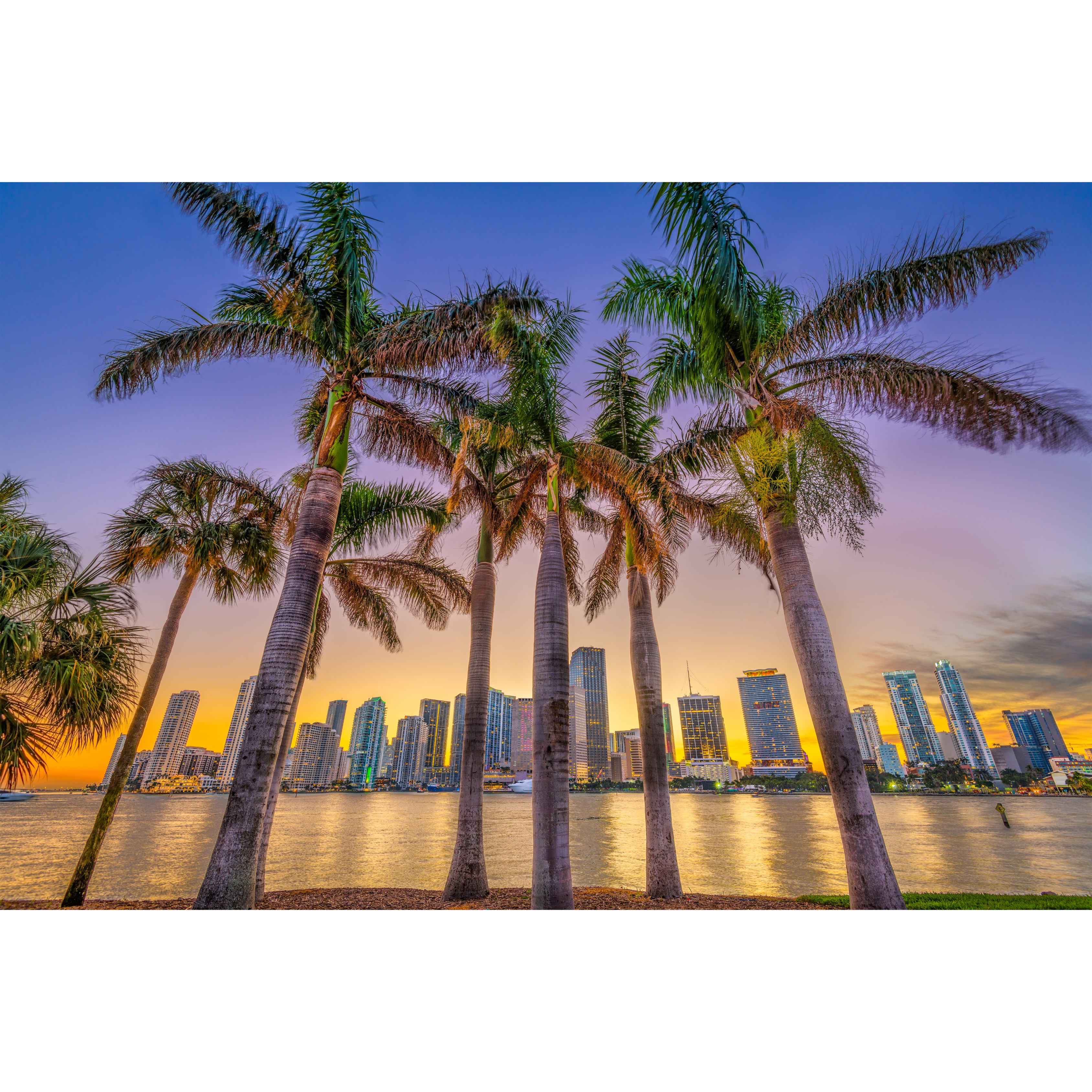 Miami Florida Skyline and Palm Trees